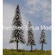 pine tree 08