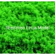 B02 tree powder---emerald green